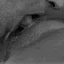 nsfw_PussyLickSwirl