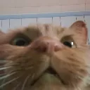 buddy_shock