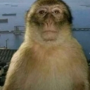 :como: