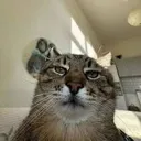 cat_wutdahell