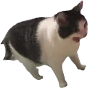 excitedcat