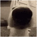 sniff