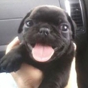 dogo custom emote | Casa do caralho