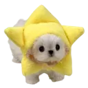 imastar