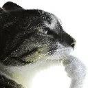 catisthisragebaitcropped