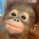 monkecute