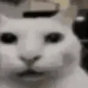 cannycat