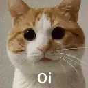 oiCat