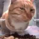 cat_serious