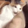 cat_bite