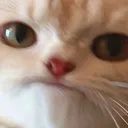 cat_DontLikeThis