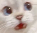 cat_scary