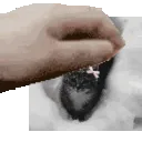 pet_idkanyuser