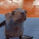 sealion