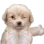 puppy_upvote