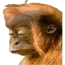 monke