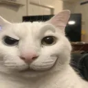 cat3