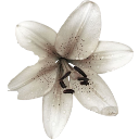 :010_flower5: