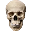 skull