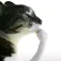 thinkcat thinkcat