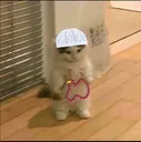 SF_HalalCat