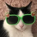 CatGreenGlasses