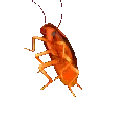 TS_Prideroach Discord emoji