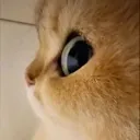 catsideeye