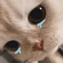 catcry catcry