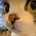 catstare catstare