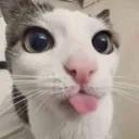 catbleh