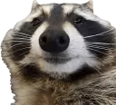 pal