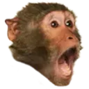 PogChimp