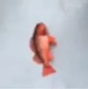 fih