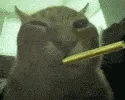buhblunt