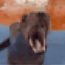 seelion