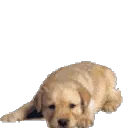 pup pup