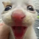 Cat_Stupid