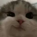 kittysmirk