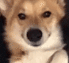 KarmaDogWink