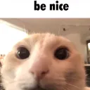 Cat_Of_BeNice Cat_Of_BeNice