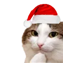 catmasthink catmasthink