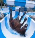 horseslide Discord Emoji | Bums United