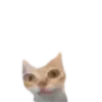 er