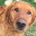 rikasdog2