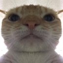 swagcat custom emote - SKYFLOW ESPORTS