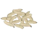 maggots
