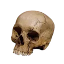 human_skull