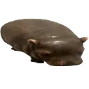 pipotam