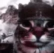 enta_cat